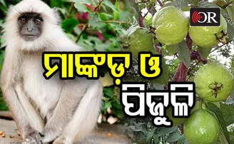 ମାଙ୍କଡ଼ ଓ ପିଜୁଳି