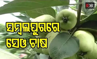 ଓଡ଼ିଶାରେ ସେଓ ଚାଷ କରି ସଫଳ ହେଲେ ଉମାକାନ୍ତ