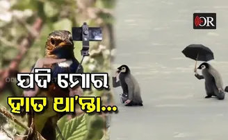 ଥାଆନ୍ତା ଯଦି ମୋର ହାତ; ଶିଳ୍ପୀର କଳ୍ପନାରେ ହାତଲଗା ପକ୍ଷୀଙ୍କ କାରନାମା ଏବେ ଚର୍ଚ୍ଚାରେ