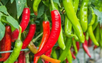 ଆପଣଙ୍କ ରୋଷେଇ ଘରକୁ ଲଙ୍କା କେଉଁଠୁ ଆସିଲା?