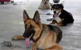 ପୋଷା କୁକୁର କିଣାବିକା ପାଇଁ ପଞ୍ଜିକରଣ ବାଧ୍ୟତାମୂଳକ