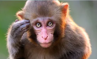 ଚୌକିରେ ବସି ମାଙ୍କଡ଼ ପିଉଛି କଫି