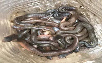 ରୋଷେଇ ଘରୁ ୧୪ଟି ନାଗ ସାପ ଛୁଆ ଉଦ୍ଧାର