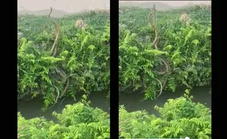 ଦୁଇ ବଡ଼ ସାପ ମଧ୍ୟରେ ଜୋରଦାର ଲଢ଼େଇ, ଦେଖନ୍ତୁ ଭିଡିଓ