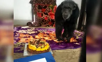 ଫ୍ରୁଟକେକ୍‌ ସହ ସିମ୍ପାଞ୍ଜିର ଜନ୍ମଦିନ ପାଳନ କଲେ ଚିଡ଼ିଆଖାନା କର୍ତ୍ତୃପକ୍ଷ