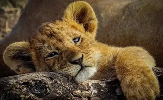 ଫଟୋରେ ଫଟୋରେ ଜାଣନ୍ତୁ ଅନେକ କିଛି...