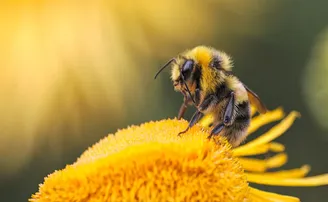 ହିମାଳୟରେ ବିଲୁପ୍ତପ୍ରାୟ ମହୁମାଛି ଓ ପ୍ରଜାପତି