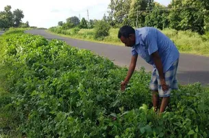 ହାଇୱେ ଡିଭାଇଡର୍‌ରେ ଚାଷ