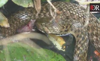 ବାର ଦେଖି ସାପ ଖାଉଛି ଆମିଷ