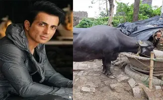 ଭୋଳାଙ୍କ ପାଇଁ ମଇଁଷି କିଣିଦେଲେ ସୋନୁ