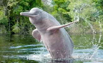 ଡଲଫିନଙ୍କୁ ସୁହାଉଛି ଗଙ୍ଗା ନଦୀ