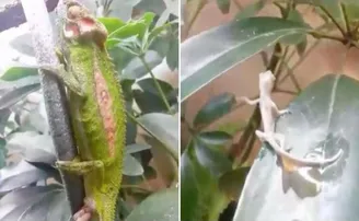 ଅଣ୍ଡା ନା ଛୁଆ ଜନ୍ମ ଦିଏ ଏଣ୍ଡୁଅ, ଭାଇରାଲ୍ ଭିଡିଓରେ ଦେଖନ୍ତୁ..