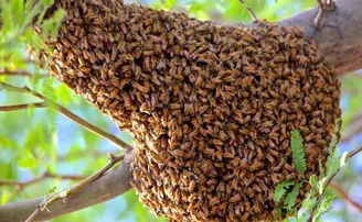 ମହୁମାଛି ଆକ୍ରମଣରେ ଚାଲିଗଲା ଦୁଇ ଜୀବନ