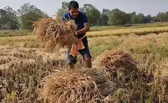 ବିଲରେ ଦା’ ଧରି ଧାନ କାଟିଲେ ବିଧାୟକ