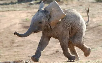 ଭୋଜି ଖାଇ ମା’ ସହ ଫେରୁଥିଲା ଦେଢ଼ ବର୍ଷର ଝିଅ, କଚାଡ଼ି ଦେଲା ହାତୀ