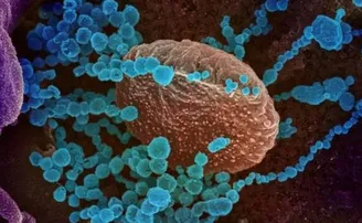 ୧୧ ଜିଲ୍ଲାରୁ କରୋନା ନେଲା ୨୮ ଜୀବନ