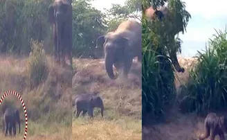 ଶେଷରେ ହାରିଗଲା ମା’ର ମମତା, ଦଳରେ ପଶି ନ ପାରି ନର୍ସରୀ ଗଲା ଛୁଆ ହାତୀ