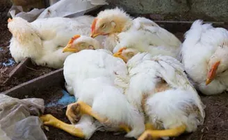 ହରିୟାଣାରେ ଏକ ଲକ୍ଷ କୁକୁଡାଙ୍କ ମୃତ୍ୟୁ, କେରଳରୁ ହିମାଚଳ ଯାଏଁ ବ୍ୟାପିଛି