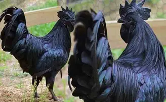 କରୋନା ରୋଗୀଙ୍କ ଇମ୍ୟୁନିଟି ବଢ଼ାଇବ କଡ଼କନାଥ!