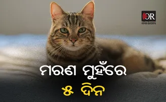 ଖେଳୁ ଖେଳୁ ୪ ତାଲାରେ ଫସି ଗଲା ବିଲେଇ, ତା’ ପରେ...