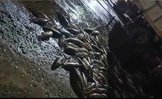 ଓଲଟିଲା ମିନି ଟ୍ରକ, ରାସ୍ତା ମାଛମୟ