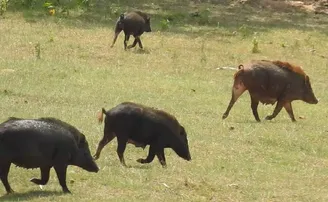 ୮ରୁ ୧୦ ଦିନ ଭିତରେ ମଲେଣି ଶତାଧିକ ଘୁଷୁରୀ, ମହାନଗରବାସୀ ଛାନିଆ