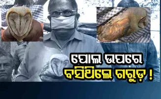 ପୋଲ ଉପରେ ବସିଥିଲେ ଗରୁଡ