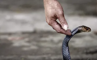 ଟ୍ରେନ୍‌ ଭିତରେ ସାପ ଆତଙ୍କ