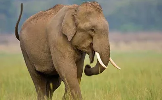 ଦଶ ଦିନରେ ତୃତୀୟ: ତଦନ୍ତ ବେଳେ ମିଳିଲା ଦାନ୍ତହୀନ ଦନ୍ତାର କଙ୍କାଳ