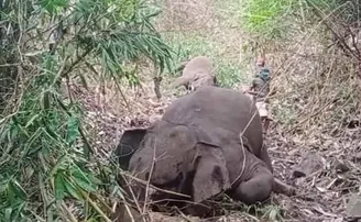 ଜଙ୍ଗଲରେ ୧୮ ହାତୀଙ୍କ ମୃତଦେହ, ହତ୍ୟା ସନ୍ଦେହ