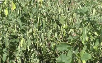 କାଳ ବୈଶାଖୀ ବର୍ଷାରେ ପରିବା ଚାଷୀ କ୍ଷତିଗ୍ରସ୍ତ