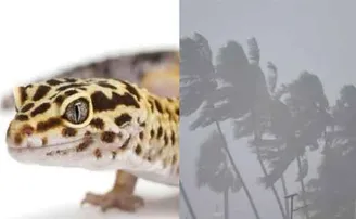 ଶକ୍ତିଶାଳୀ ହେଉଛି ଘୂର୍ଣ୍ଣିଝଡ 'ତଉକତେ', ଜାଣନ୍ତୁ ଏହାର ଅର୍ଥ