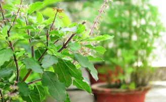 ତୁଳସୀ ପତ୍ର ଚୋବେଇକି ଖାଉଛନ୍ତି କି, ହୋଇପାରେ କ୍ଷତିକାରକ