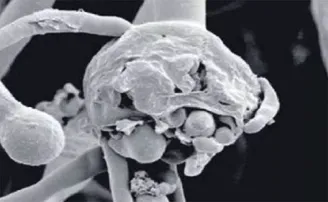 ବ୍ଲାକ୍ ଫଙ୍ଗସ ଅପେକ୍ଷା ହ୍ୱାଇଟ୍ ଫଙ୍ଗସ ଅଧିକ ବିପଦଜନକ