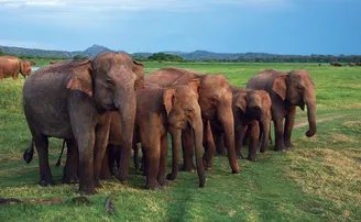 ପଡ଼ୋଶୀ ରାଜ୍ୟରୁ ପଶି ଆସିଲେ ୨୩ ହାତୀ