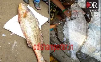 ୨ କିଲୋଗ୍ରାମ ମାଛର ଦାମ ୨ ଲକ୍ଷ ୬୦ ହଜାର