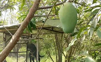 ୭ଟି ଆମ୍ବକୁ ଜଗିଛନ୍ତି ୪ ସୁରକ୍ଷାକର୍ମୀ ଓ ୬ କୁକୁର, ଦାମ୍‌ ଜାଣିଲେ ହୋସ୍‌ ଉଡ଼ିଯିବ