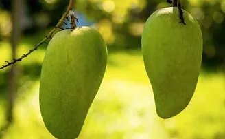 ଆମ୍ବର ନାଁ ନୁରଜାହାନ: ପାଚିବା ପୂର୍ବରୁ ସରିଲାଣି ବୁକିଂ, ଗୋଟାକ ହଜାରେ ଟଙ୍କା