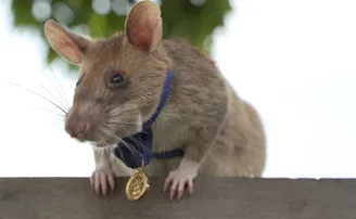 ସହସ୍ରାଧିକ ଲୋକଙ୍କ ଜୀବନ ବଞ୍ଚାଇଥିବା ମୂଷା ଚାକିରିରୁ ନେଲା ଅବସର