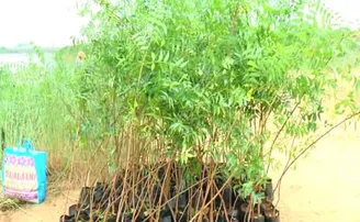 ବ୍ରାହ୍ମଣୀ ନଦୀ କୁଦରେ ସୃଷ୍ଟି କରାଯିବ ଜଙ୍ଗଲ