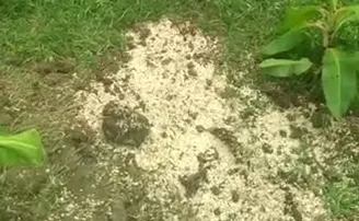 ବାତ୍ୟା ୟସ୍‌ ପାଇଁ ଆସିଥିଲା ଚୁଡ଼ା, ଏବେ ପୋତିଦେଲେ