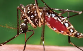 ରାଜଧାନୀବାସୀଙ୍କୁ କଲବଲ କରୁଛି ଡେଙ୍ଗୁ , ପୁଣି ୩୨ ଚିହ୍ନଟ