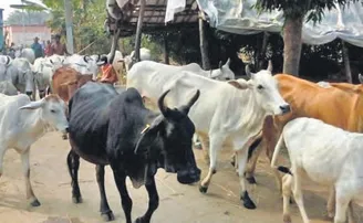 ବଜ୍ରାଘାତରେ ଚାଲିଗଲା ୩୦ ଗୋରୁ ଓ ୩୫ ମେଣ୍ଢା ମୃତ