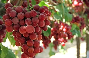 ଗୋଟିଏ ଦାନା ଅଙ୍ଗୁରର ଦାମ୍ ୩୫ ହଜାର!