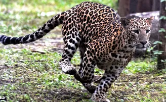 ବାଇକରେ ଯାଉଥିଲେ, ଗୋଡ଼ାଇଲା ଚିତାବାଘ...