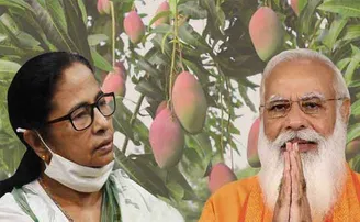 ଆମ୍ୱ ରସରେ ଦୂର ହେବ ମୋଦି-ମମତା ବିବାଦ!