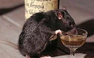 ମଦୁଆ ମୂଷା, ଖାଲି କରିଦେଲେ ୧୨ ବୋତଲ