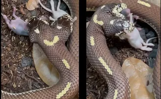 ଏକାଥରକେ ଦୁଇଟି ମୂଷାକୁ ଗିଳିଦେଲା ଦି'ମୁଣ୍ଡିଆ ସାପ, ଦେଖନ୍ତୁ ଭିଡିଓ