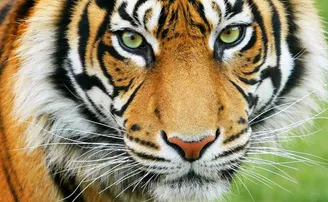 ବାଘ ଆଖିରେ ଆଖି ମିଶାଇଲେ, କହିଲେ 'ହେଲୋ ବ୍ରଦର୍', ଭିଡିଓ ଭାଇରାଲ୍