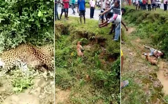 ଶୋଇଥିବା ଚିତାବାଘର ଫଟୋ ନେଉଥିଲେ, ତା'ପରେ…